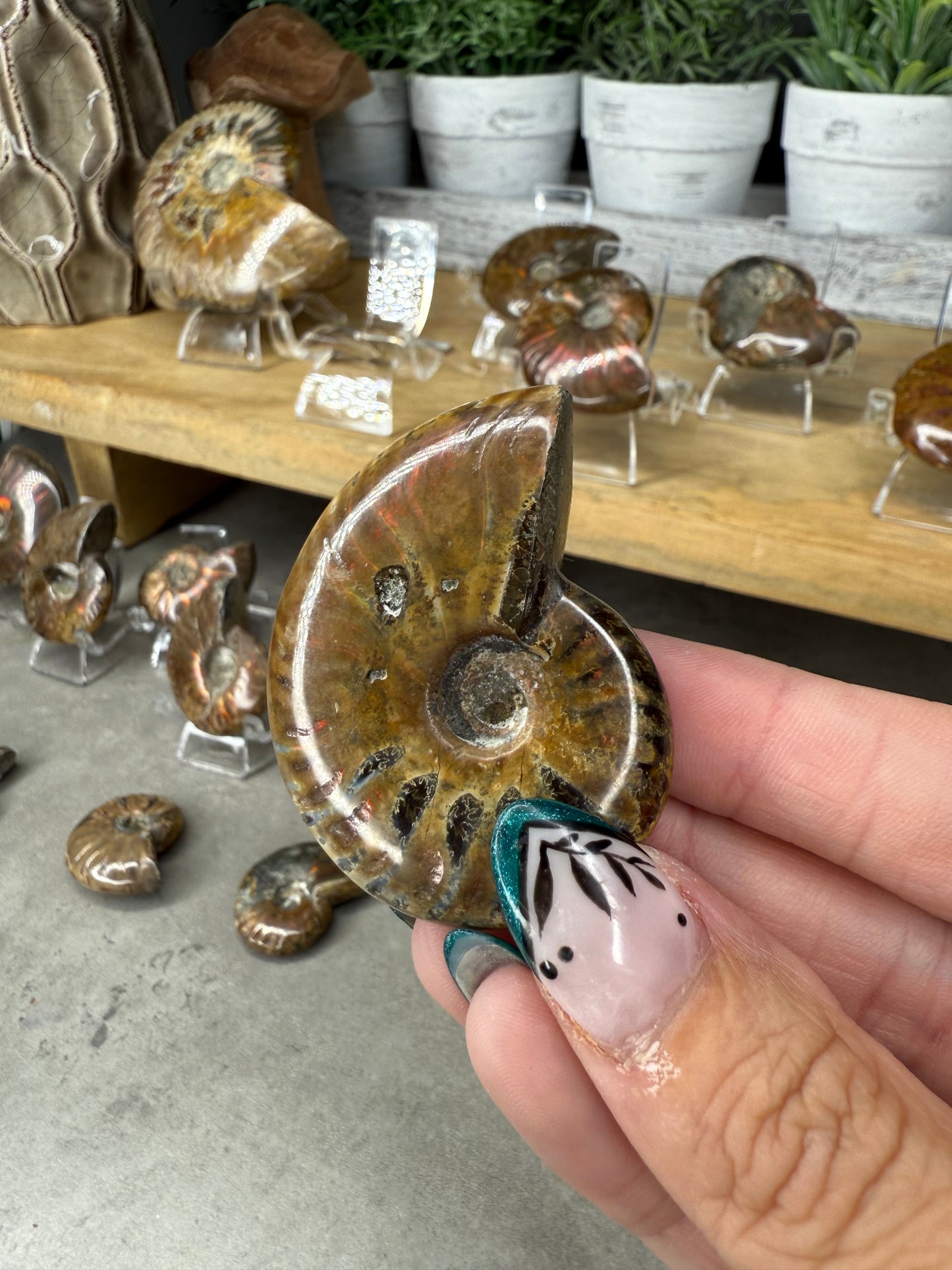 Ammonite Crystal Fossils