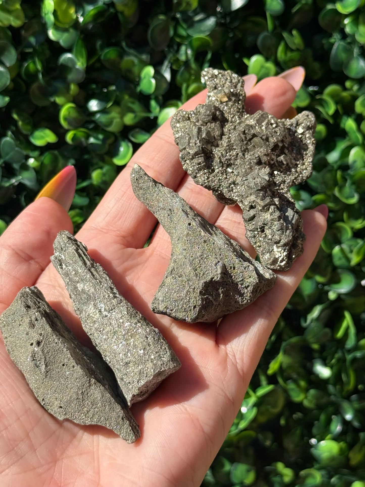 Pyritized Petrified Wood - Indonesia