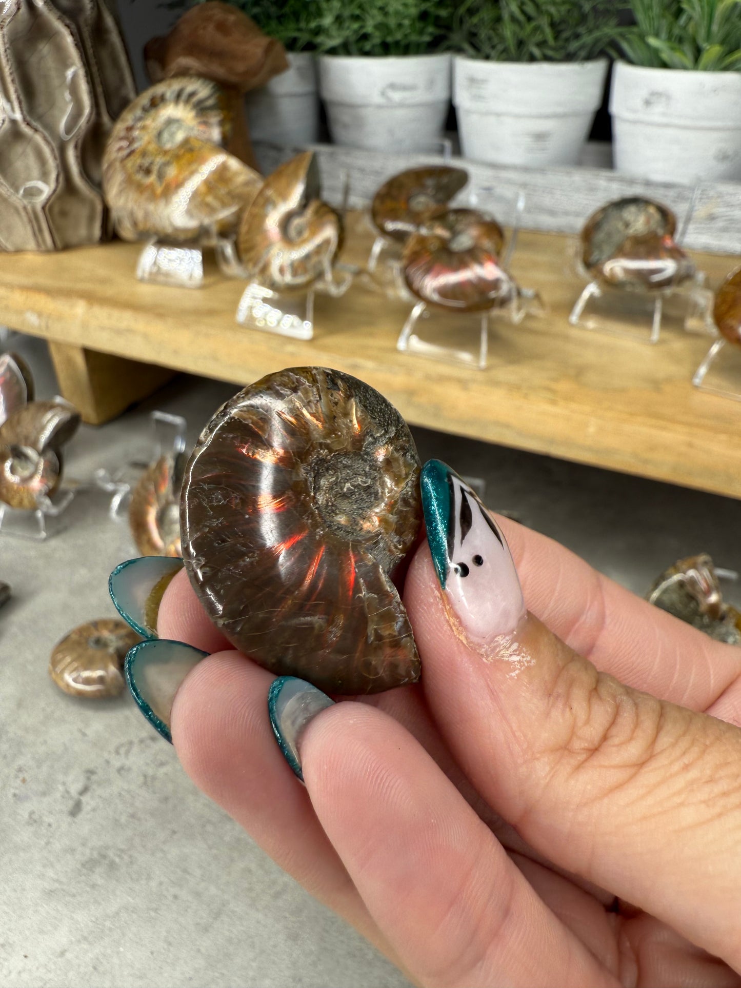 Ammonite Crystal Fossils