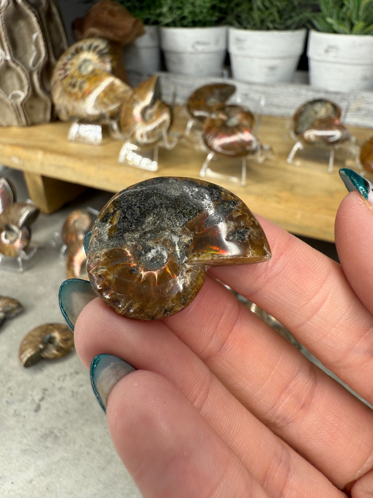 Ammonite Crystal Fossils