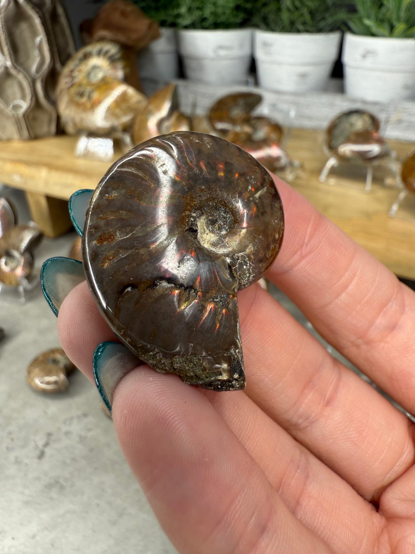 Ammonite Crystal Fossils