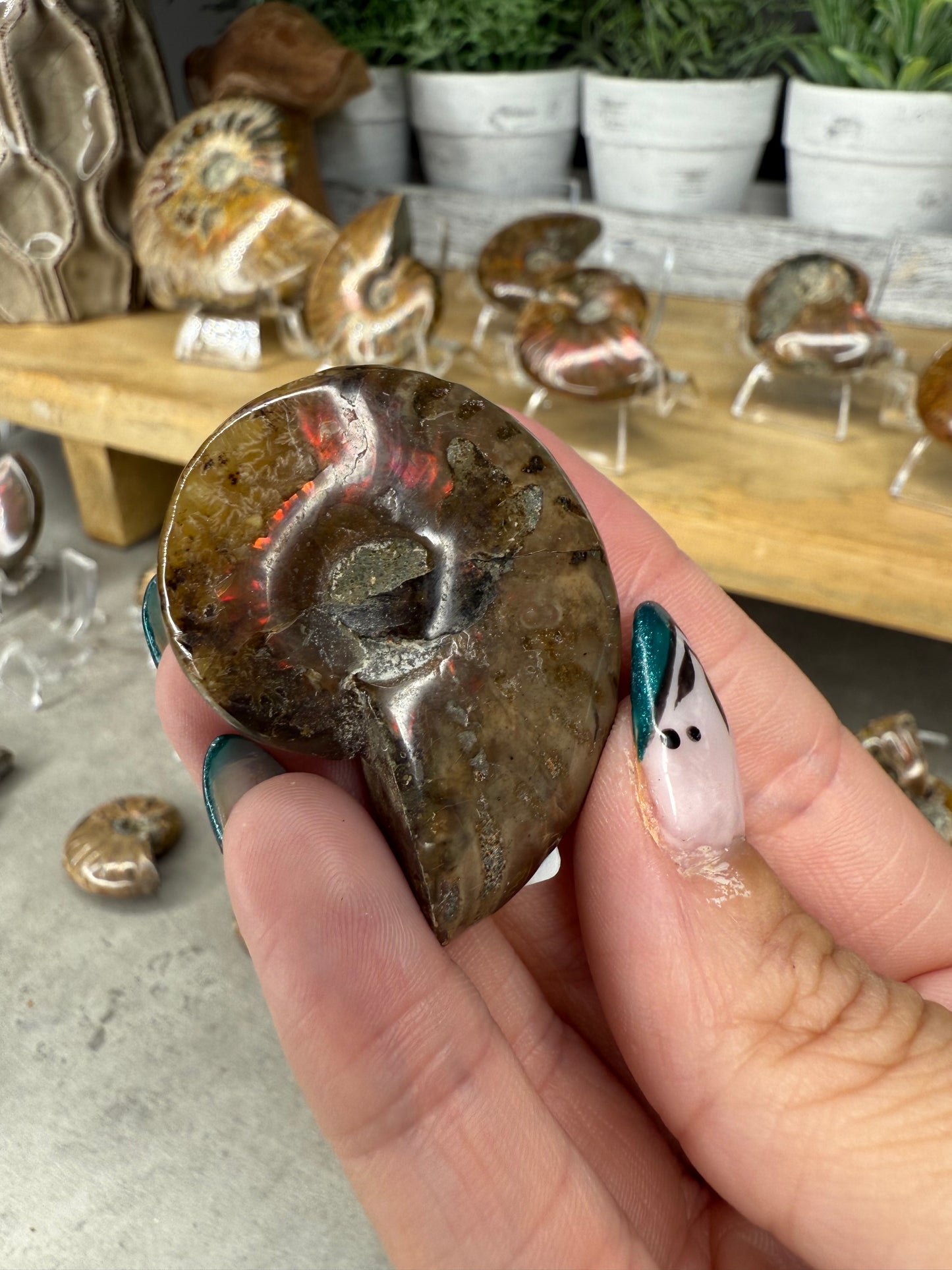 Ammonite Crystal Fossils