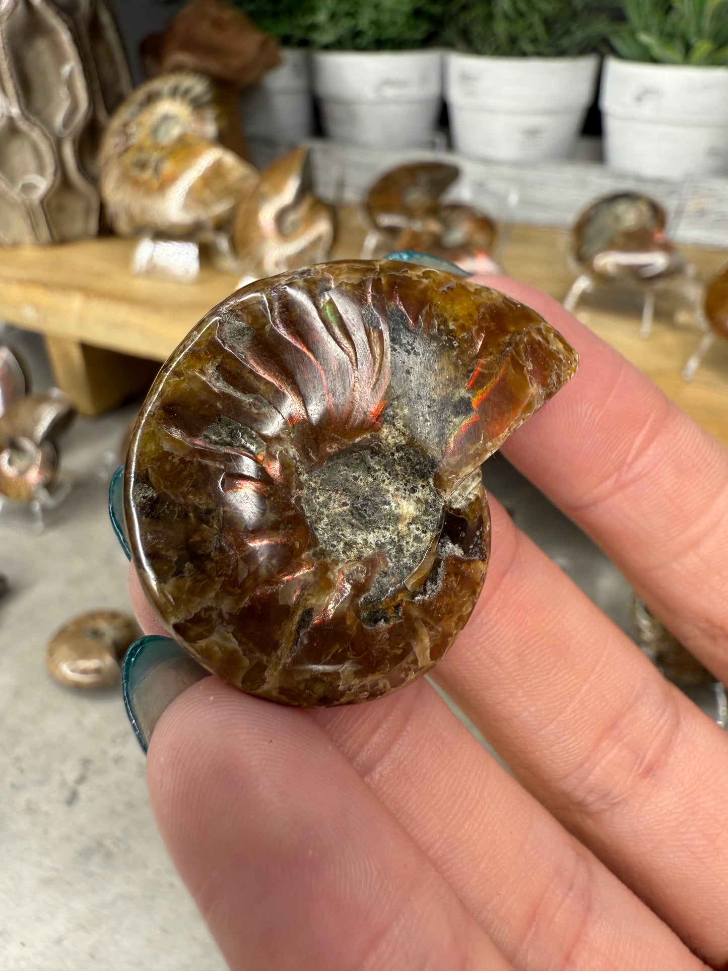 Ammonite Crystal Fossils