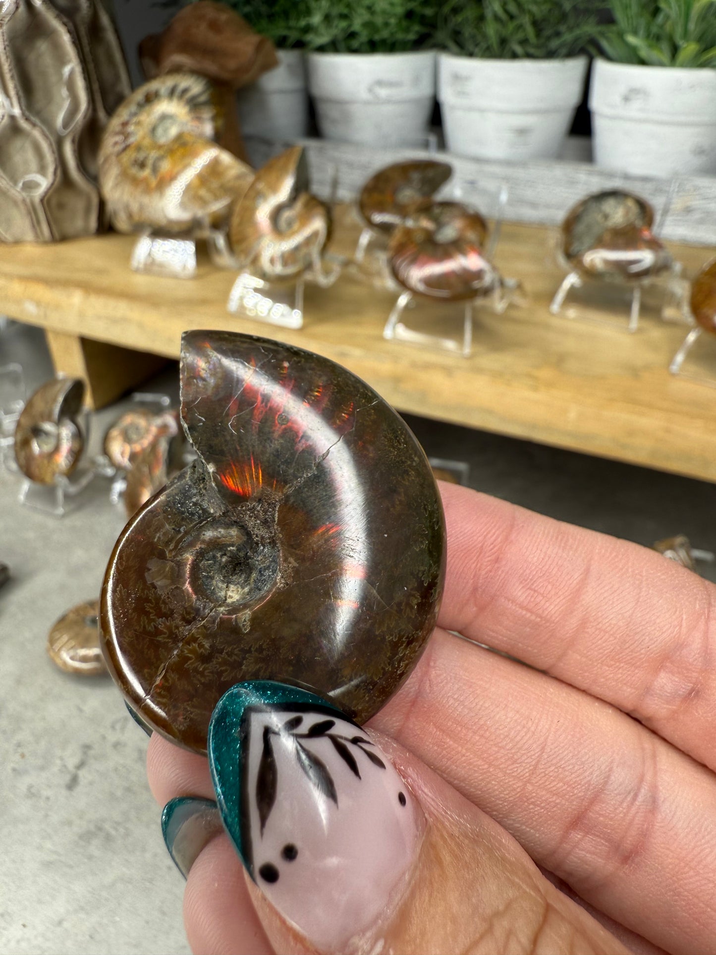 Ammonite Crystal Fossils