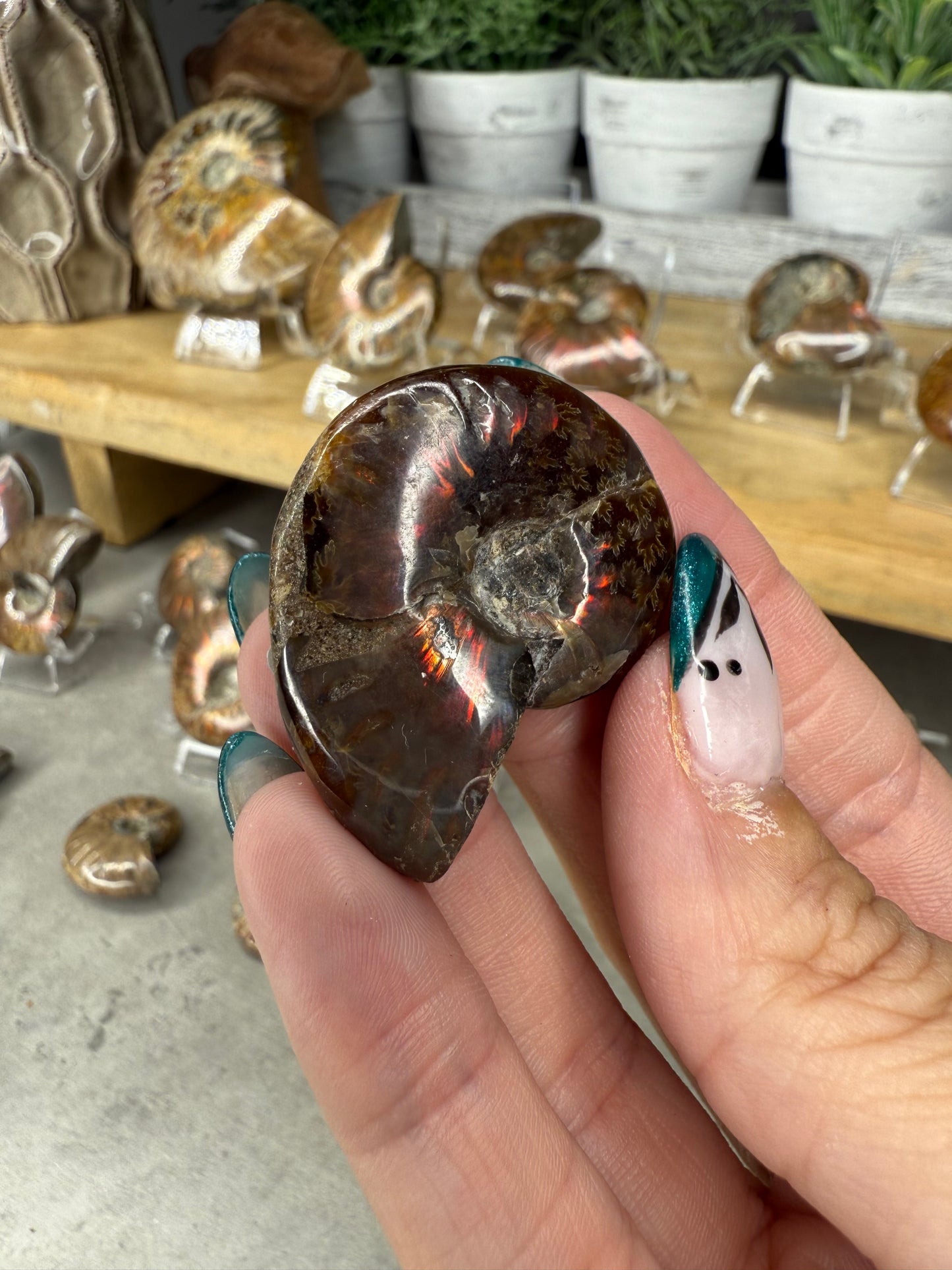 Ammonite Crystal Fossils