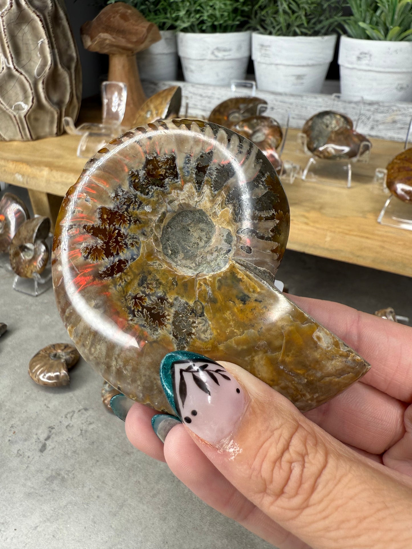 Ammonite Crystal Fossils