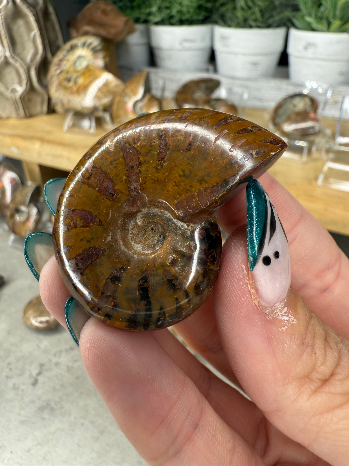 Ammonite Crystal Fossils