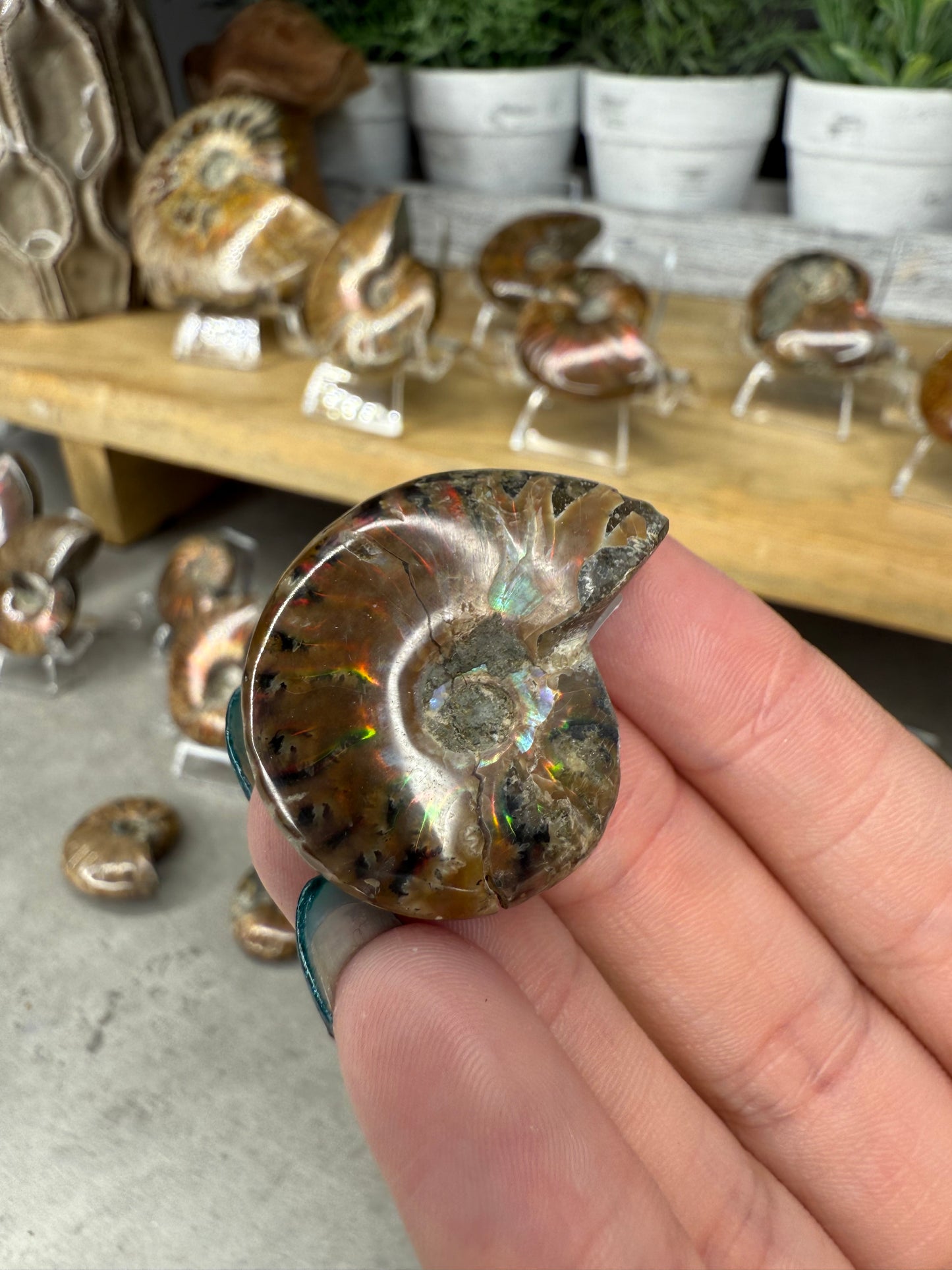 Ammonite Crystal Fossils