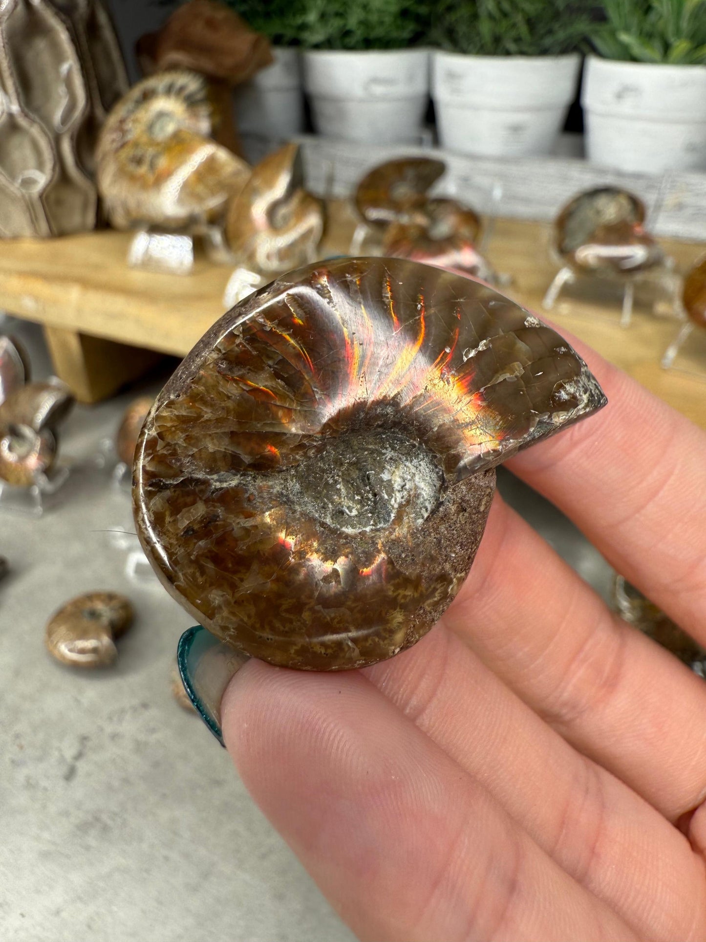 Ammonite Crystal Fossils