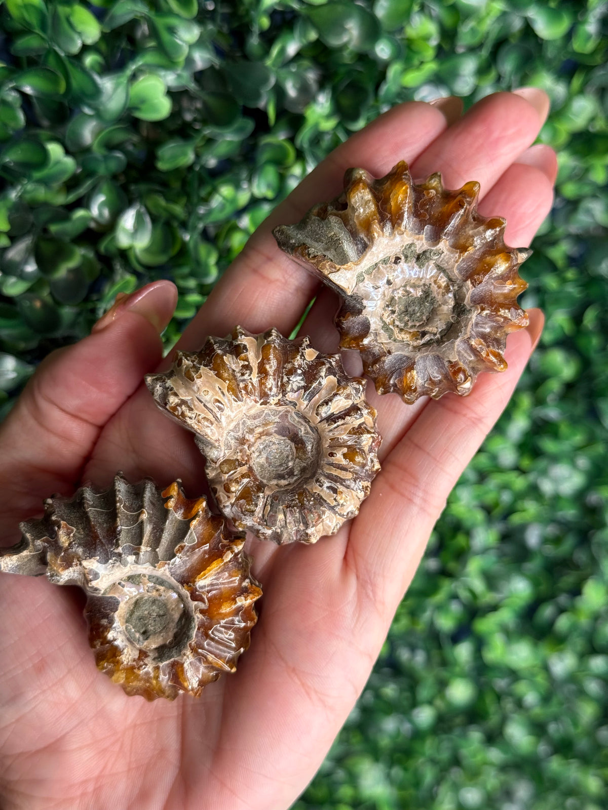 Ammonite full fossils from Madagascar