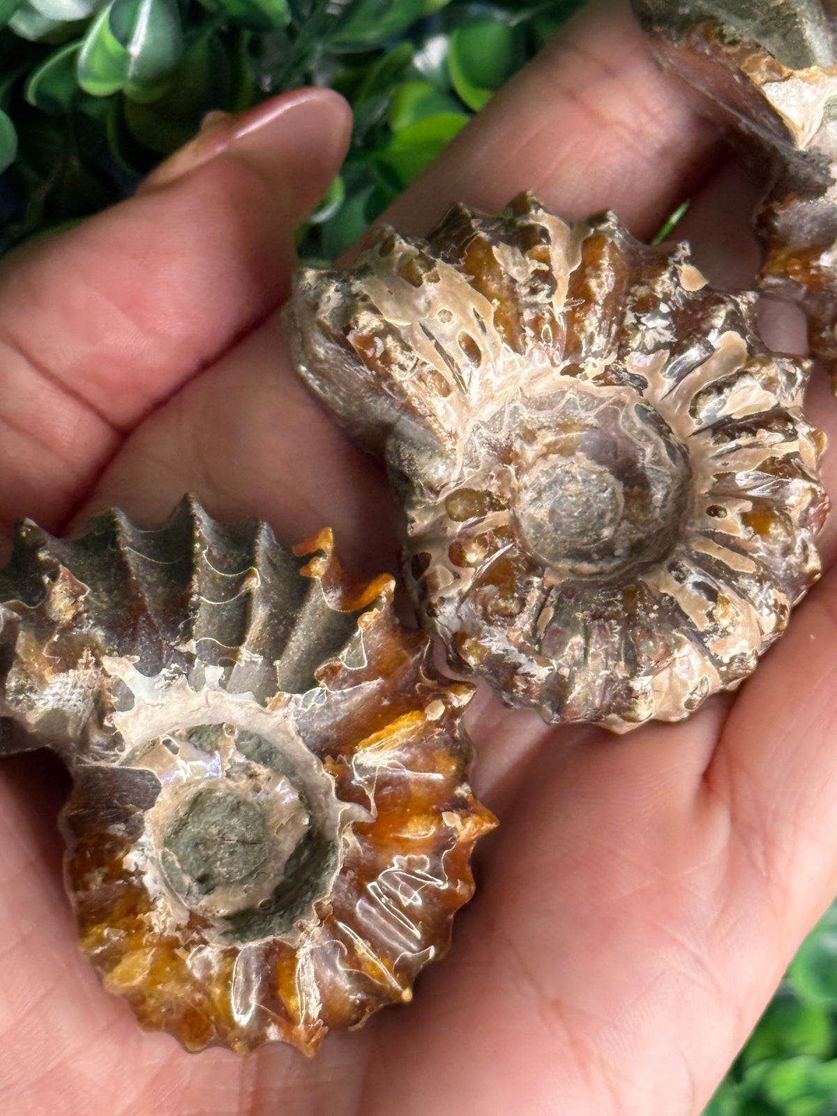Ammonite full fossils from Madagascar
