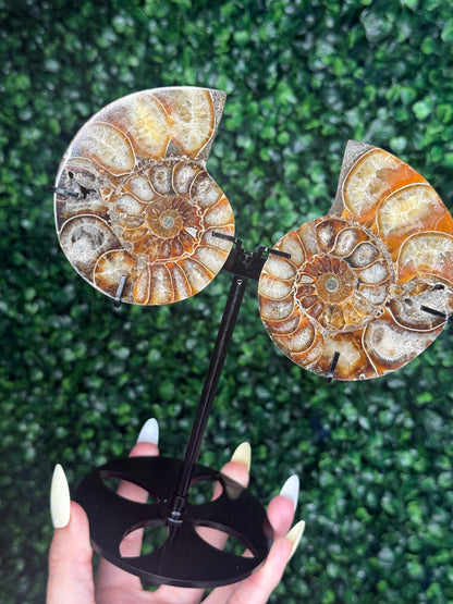 Ammonite Pair Fossil Crystal Carving with custom Black Stand