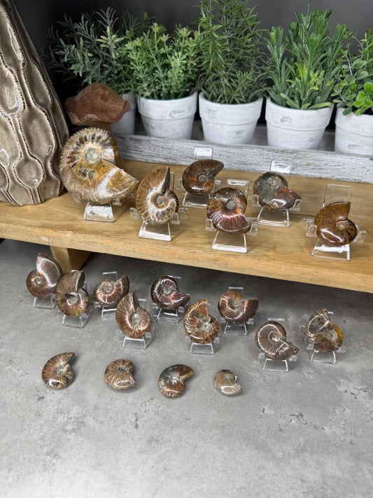 Ammonite Crystal Fossils