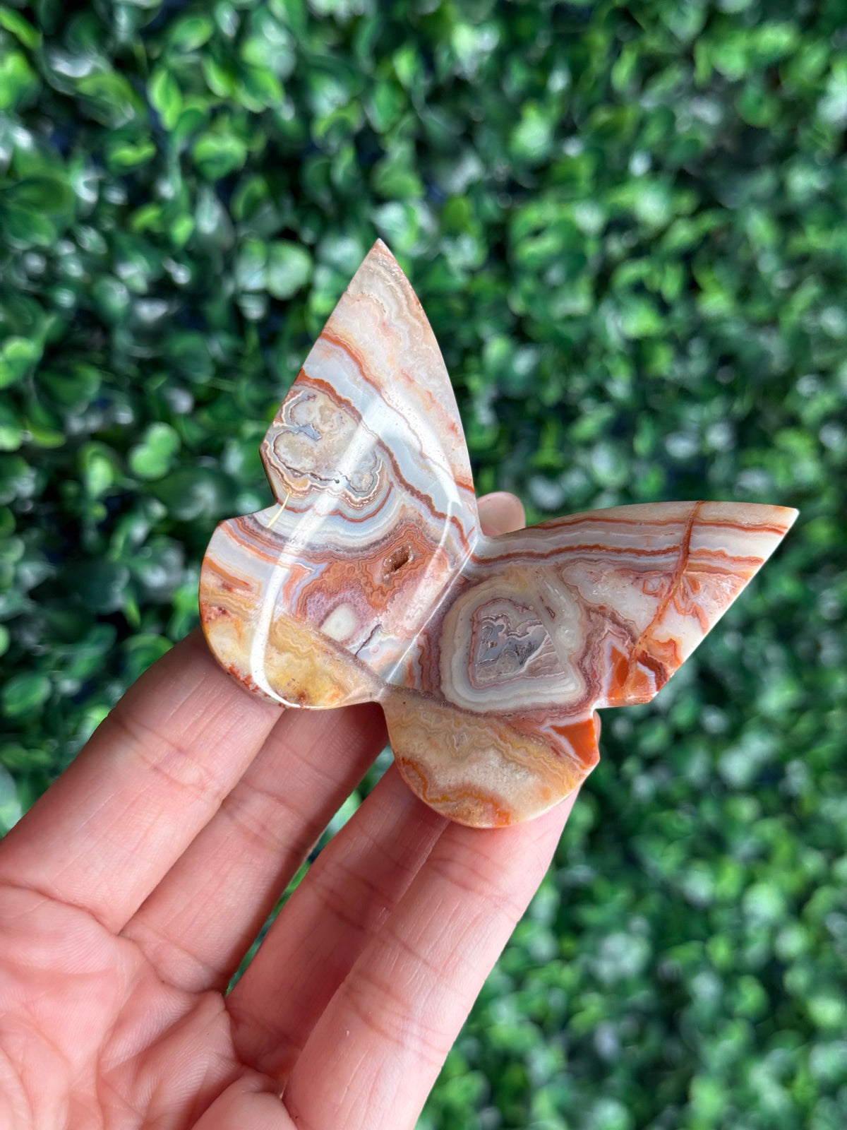 Crazy Lace Agate 3D Butterfly Crystal Carving from Indonesia C