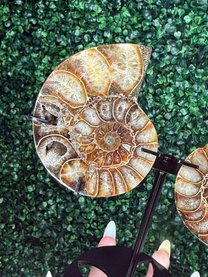 Ammonite Pair Fossil Crystal Carving with custom Black Stand