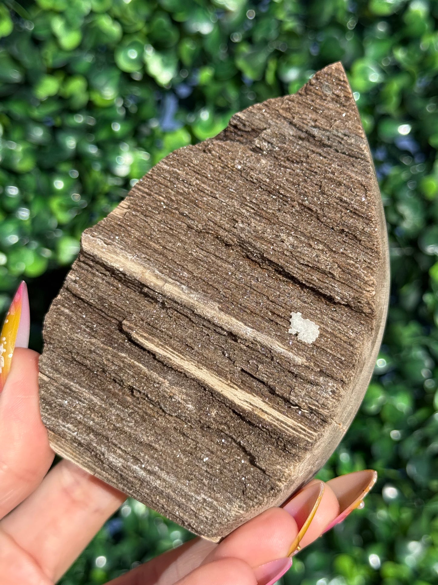 Sparkly Petrified Wood Teardrops - Indonesia