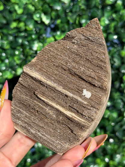 Sparkly Petrified Wood Teardrops - Indonesia