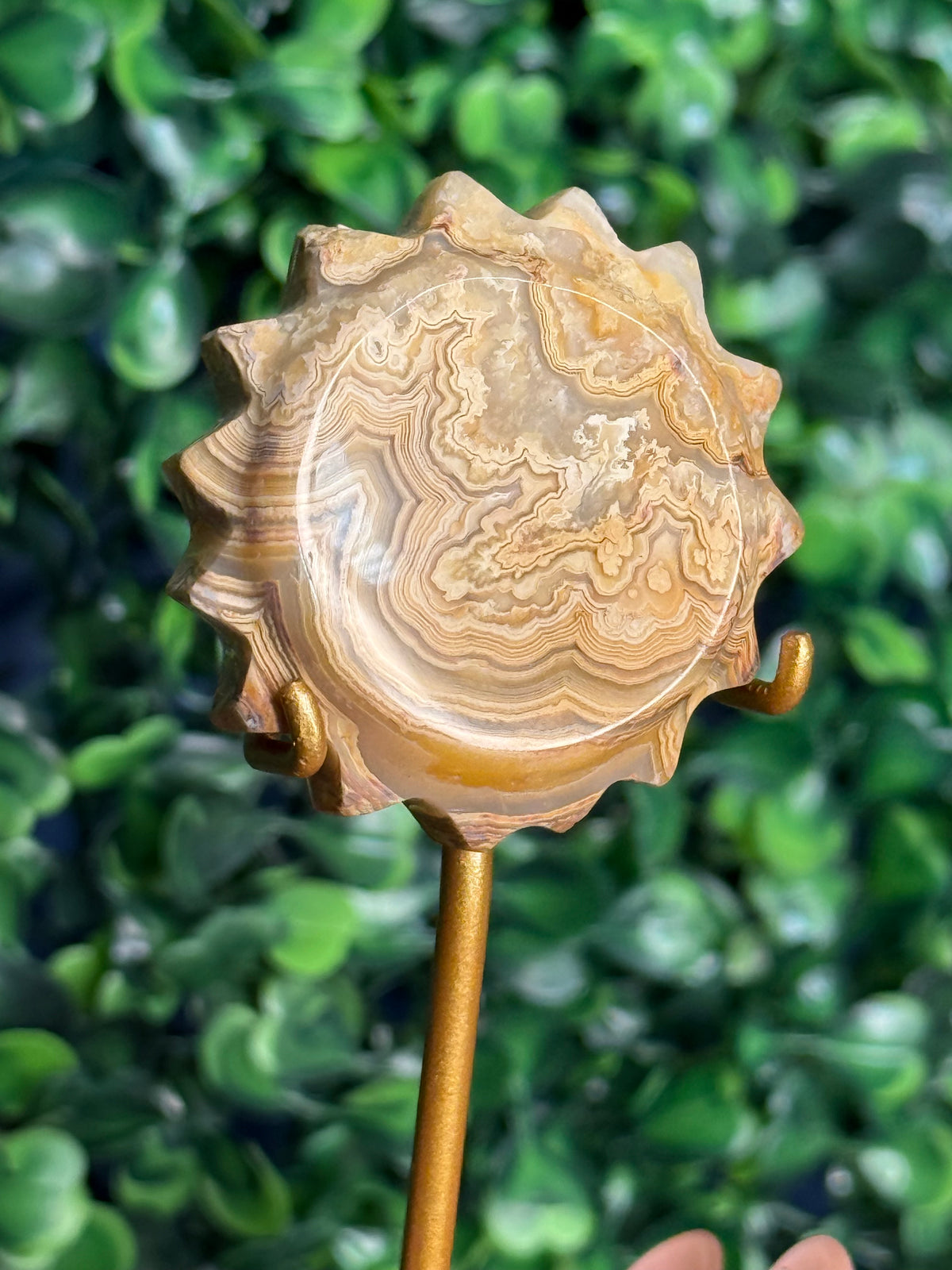 Yellow Crazy Lace Agate Mini Sun X from Indonesia