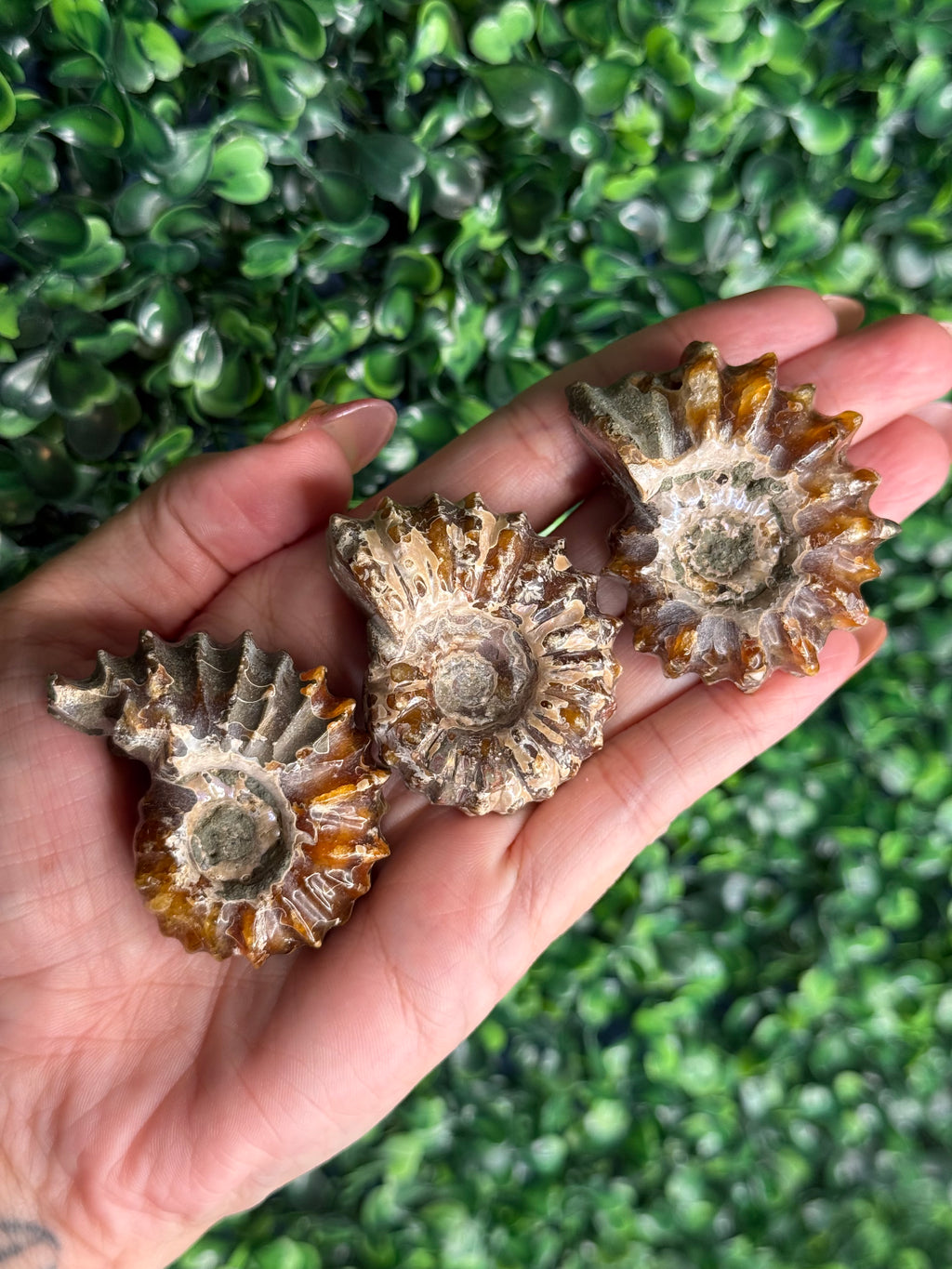 Ammonite full fossils from Madagascar