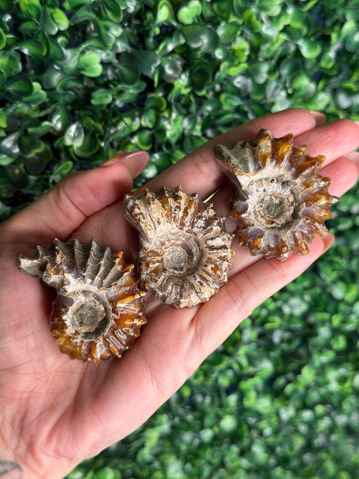 Ammonite full fossils from Madagascar