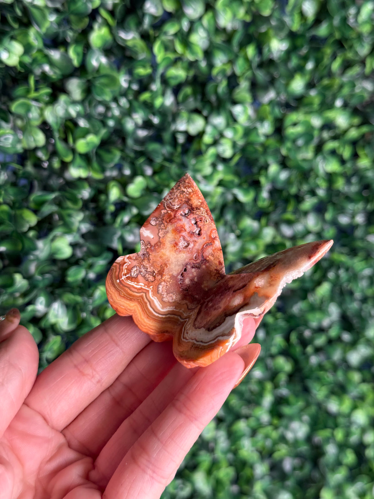 Crazy Lace Agate 3D Butterfly Crystal Carving from Indonesia D