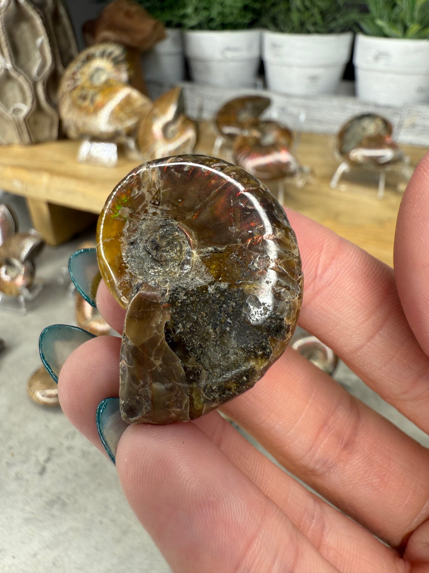 Ammonite Crystal Fossils