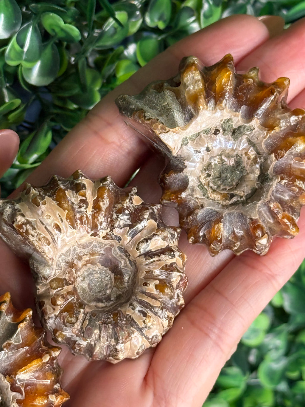 Ammonite full fossils from Madagascar