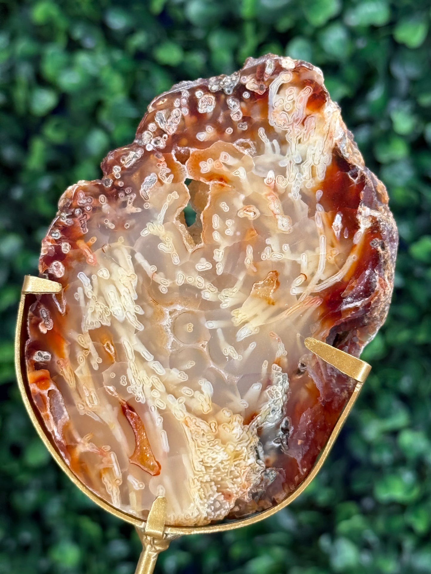 Indonesian Plume Agate slab with gold stand