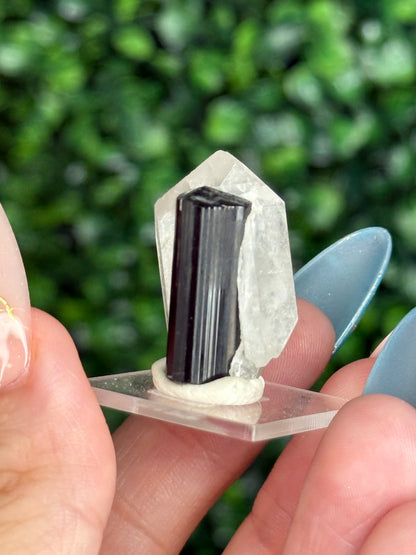 Black Tourmaline with Quartz Specimen — Skardu Valley, Pakistan J