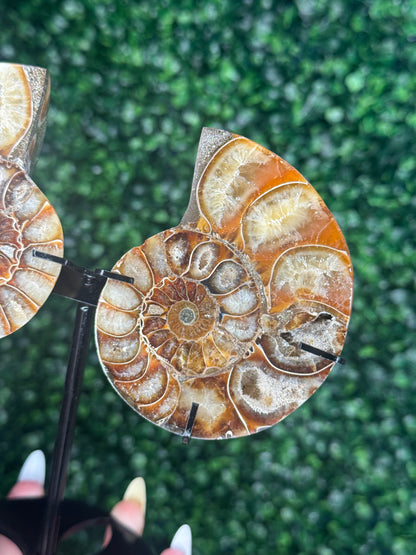 Ammonite Pair Fossil Crystal Carving with custom Black Stand