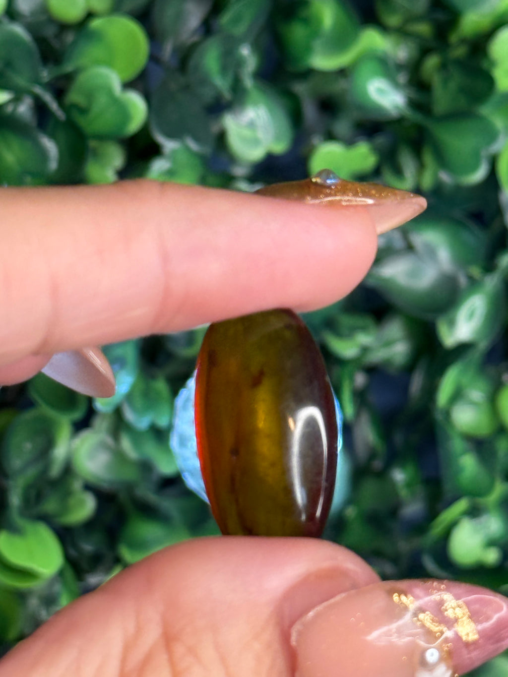Burmese Cretaceous Amber (UV Fluorescent) with Insects and Inclusions A