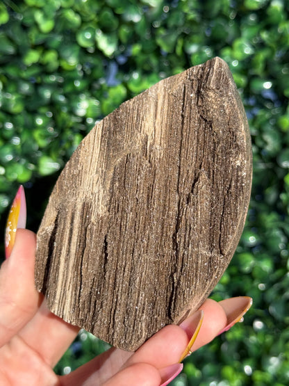 Sparkly Petrified Wood Teardrops - Indonesia