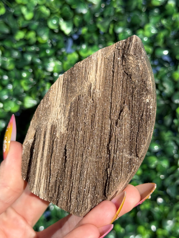 Sparkly Petrified Wood Teardrops - Indonesia