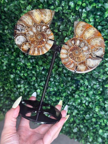 Ammonite Pair Fossil Crystal Carving with custom Black Stand