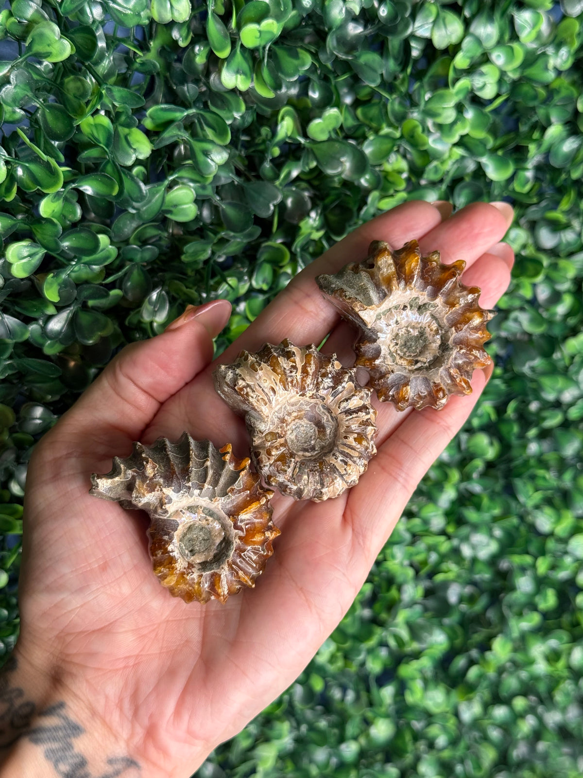 Ammonite full fossils from Madagascar