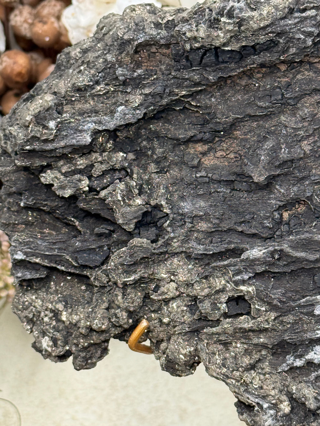 Pyritized Petrified Wood from Indonesia - A