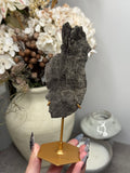 Pyritized Petrified Wood from Indonesia - B
