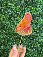 Zincite Specimen from West Java with Custom Stand - 246g