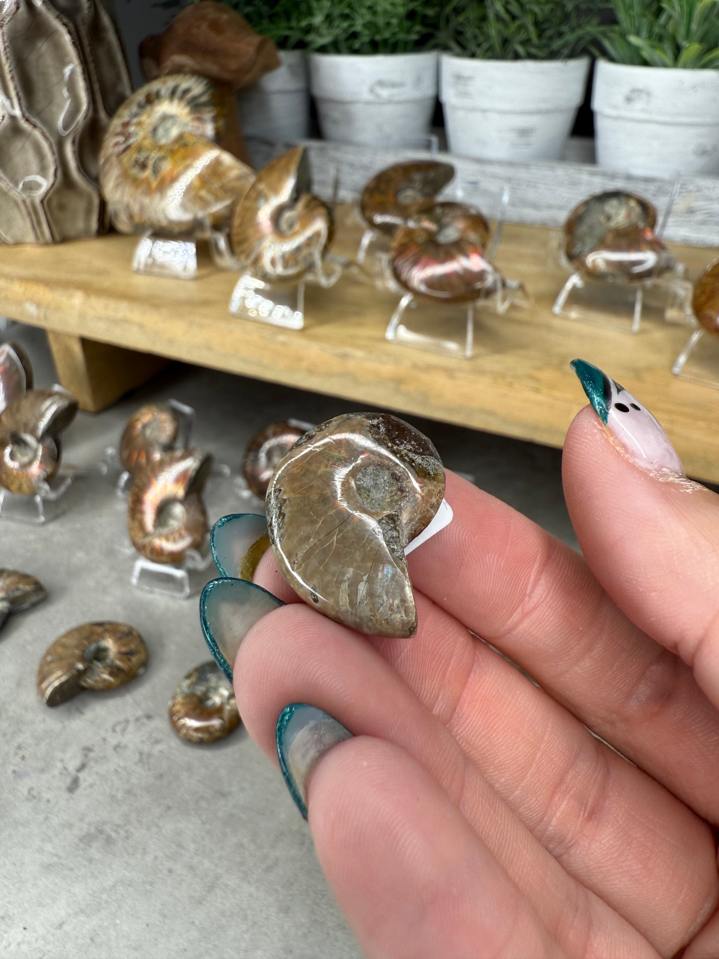 Ammonite Crystal Fossils
