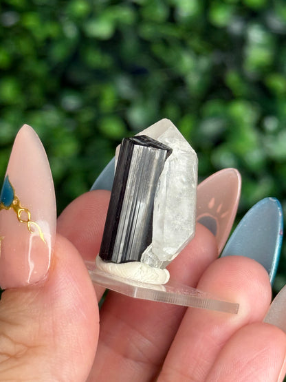 Black Tourmaline with Quartz Specimen — Skardu Valley, Pakistan J