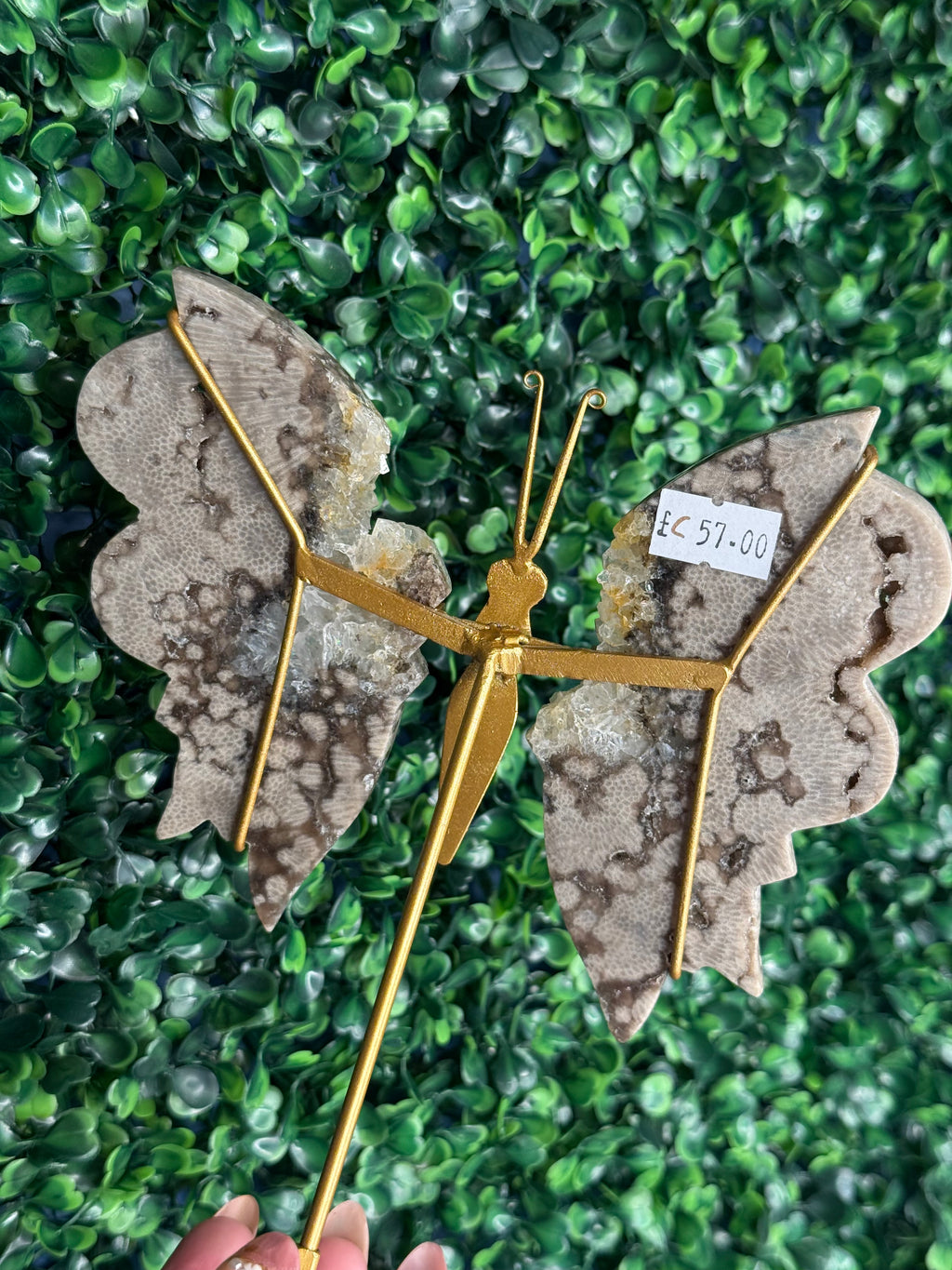 Chocolate Ocean Jasper with Quartz Butterfly Wings from Indonesia