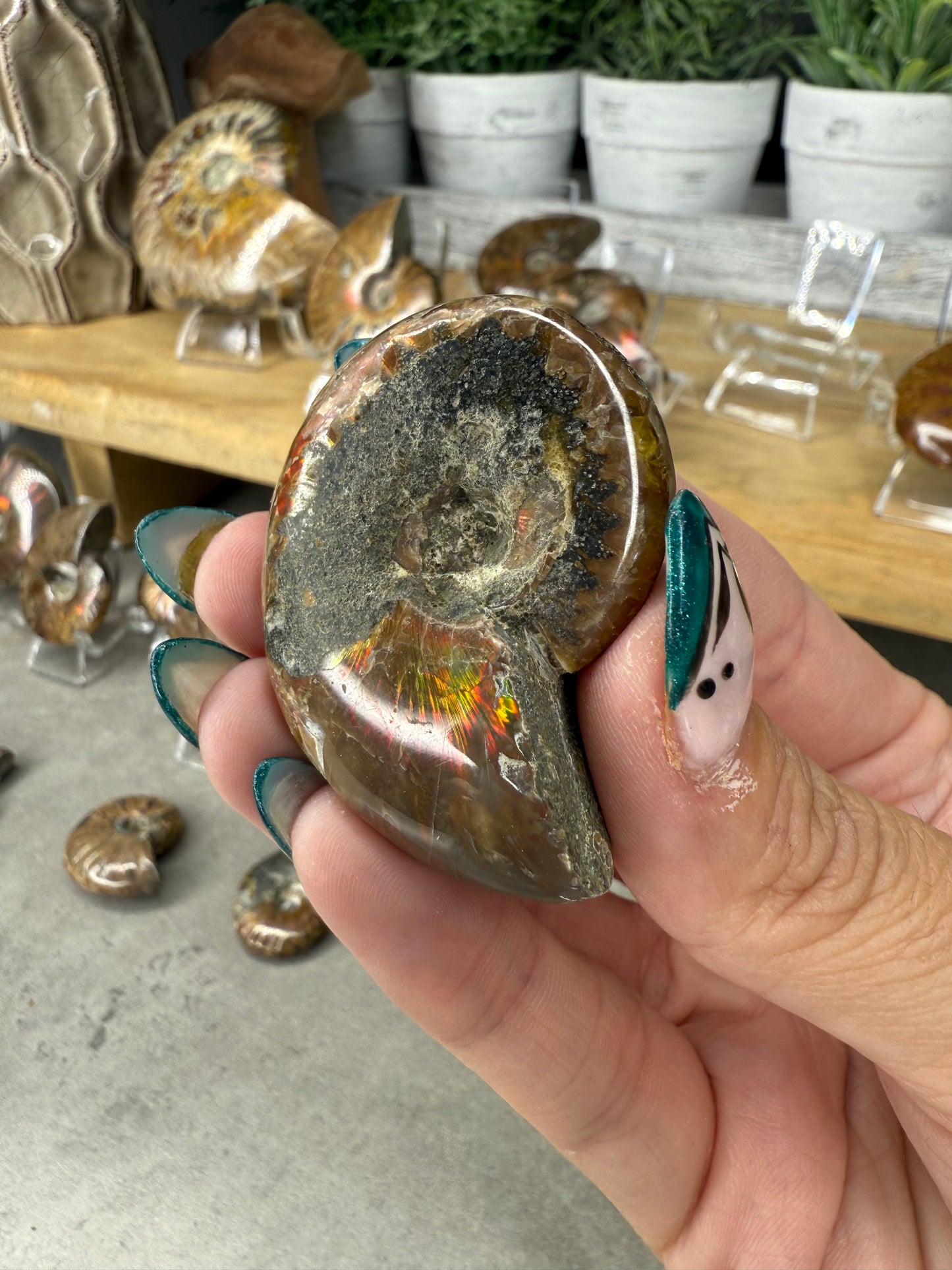 Ammonite Crystal Fossils