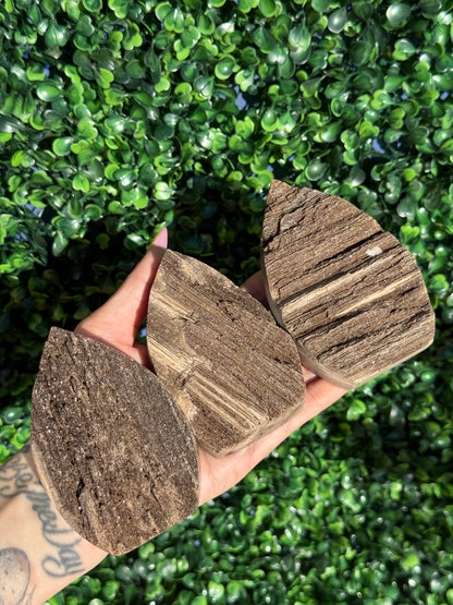 Sparkly Petrified Wood Teardrops - Indonesia