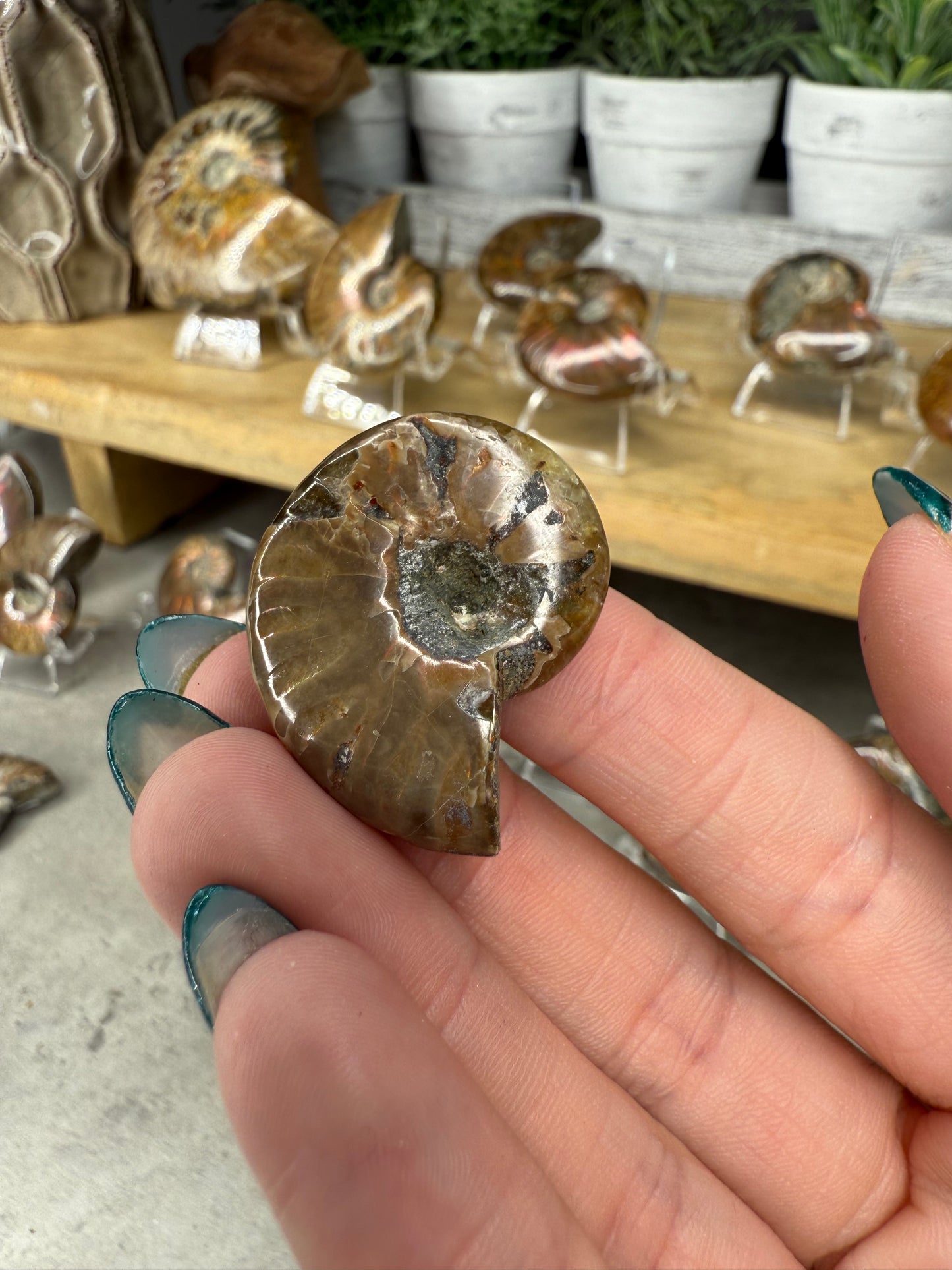 Ammonite Crystal Fossils