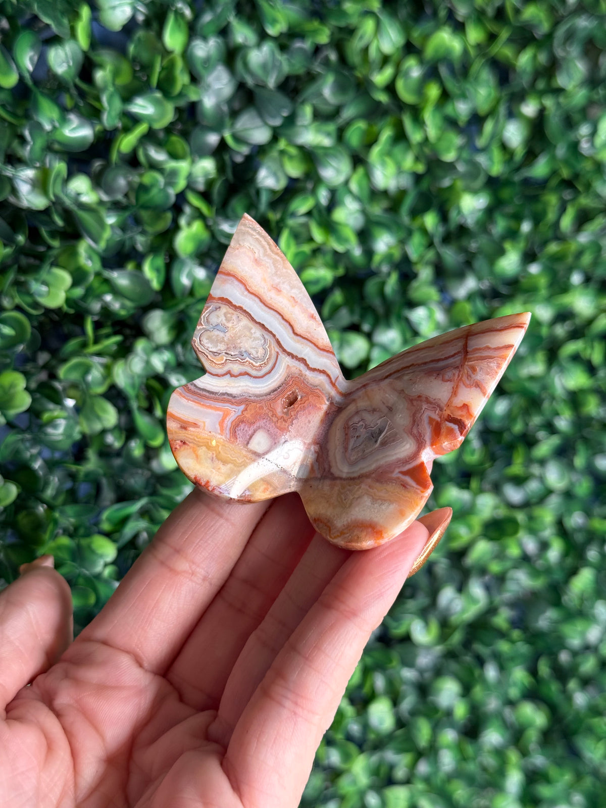 Crazy Lace Agate 3D Butterfly Crystal Carving from Indonesia C