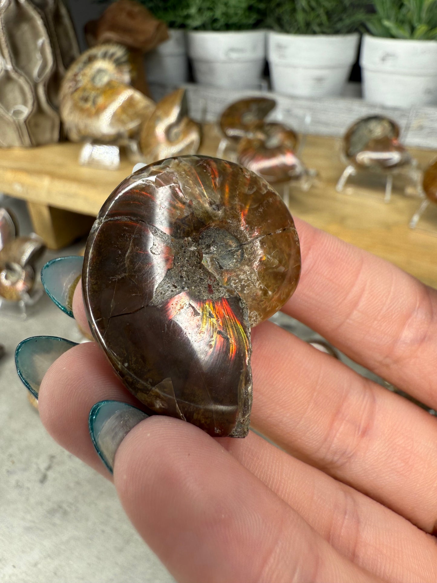 Ammonite Crystal Fossils