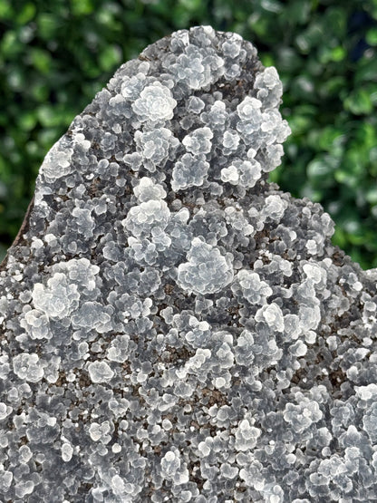 Black Chalcedony Crystal Specimen P