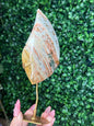 Pink Ocean Jasper teardrop Crystal carving from Indonesia B