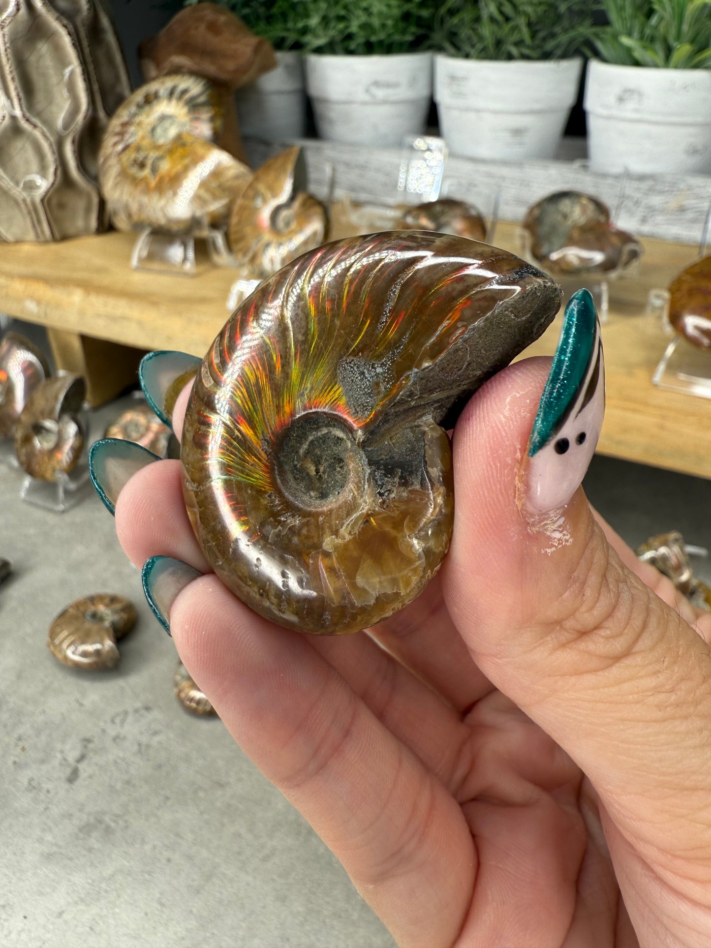 Ammonite Crystal Fossils