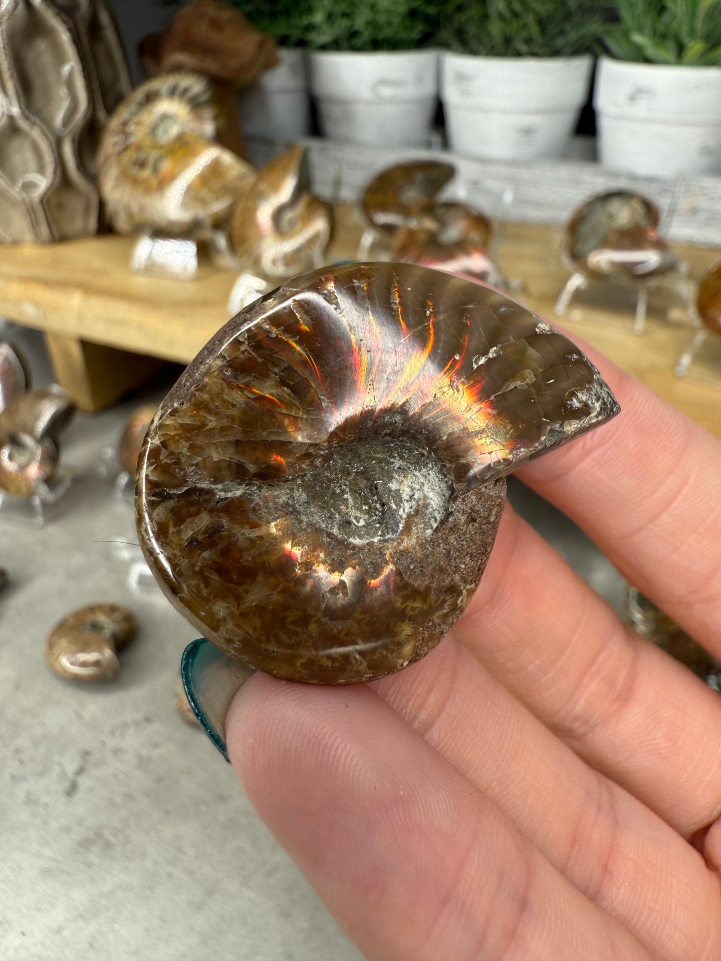 Ammonite Crystal Fossils